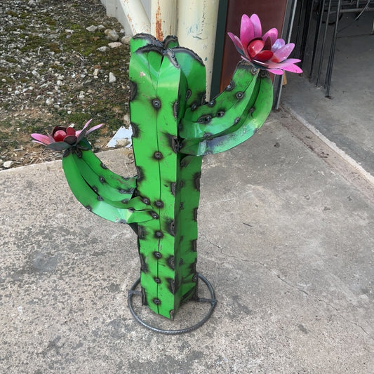 Small Green Cactus